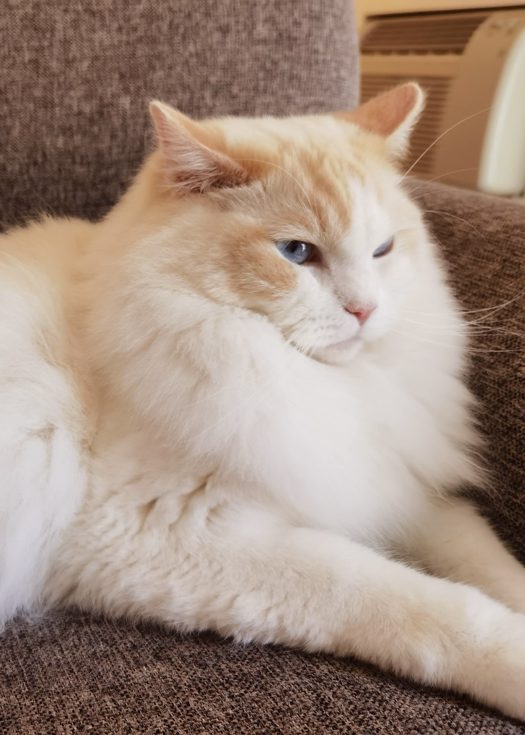Pets1