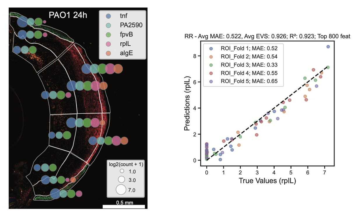 Spatial transcriptomics study of P. aeruginosa
